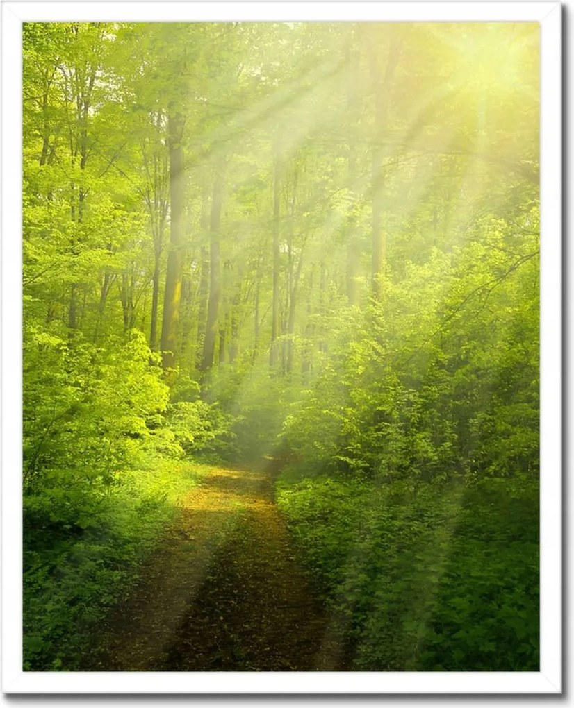 Poszterek keretben 40x50 Varázslatos erdő Sugárzás