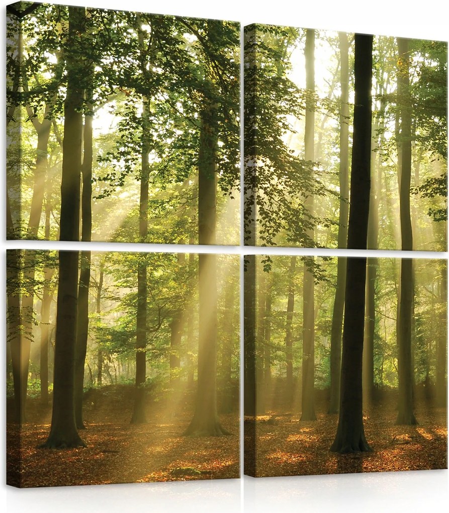 Vászonkép 50x50 Erdő napsugarak köd természet nyugalom harmónia fák ősz