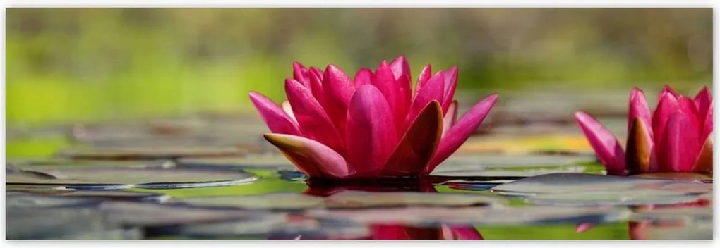 Poszterek 200x66 Vízi liliom