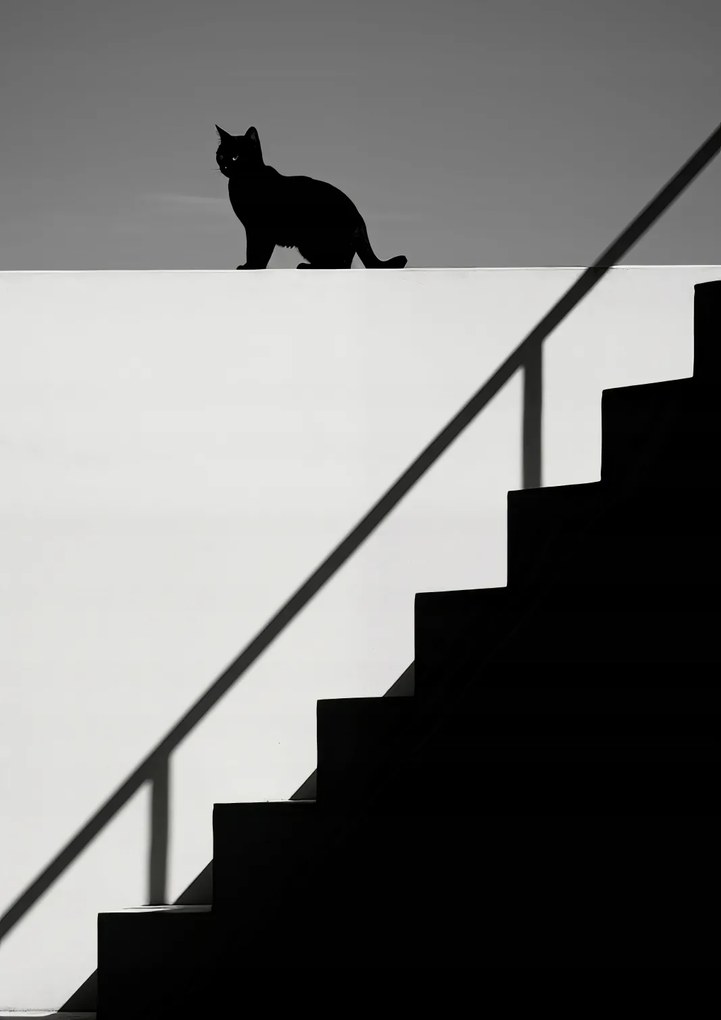 Poszter 21x29,7cm Sziluett és szimmetria