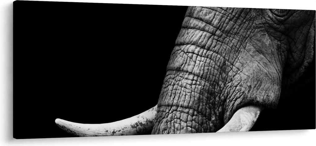 Kép - Elefánt agyar (120x50 cm)