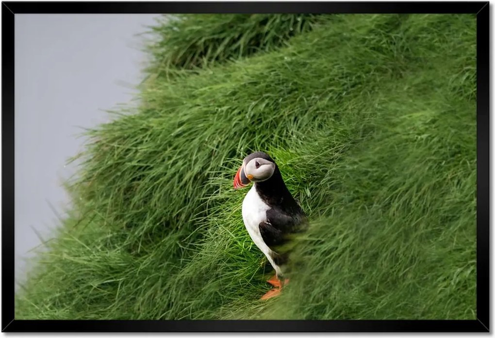 Poszterek keretben 60x40 Madarak