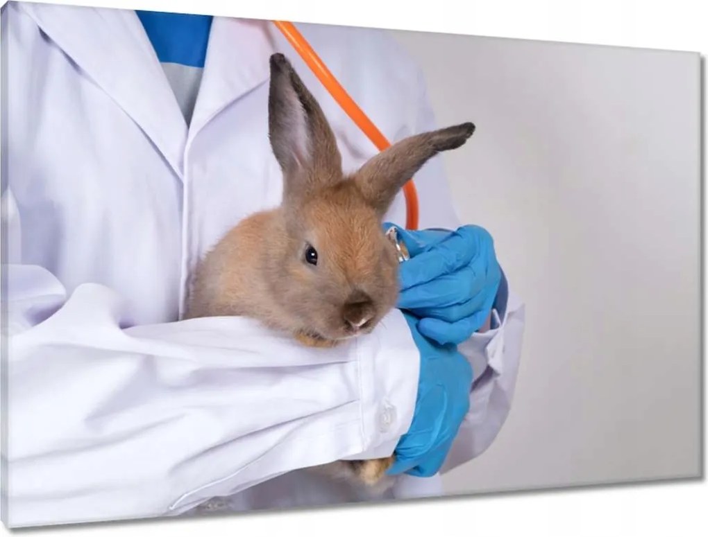 Vászonkép 90x60 Állatorvos nyúl