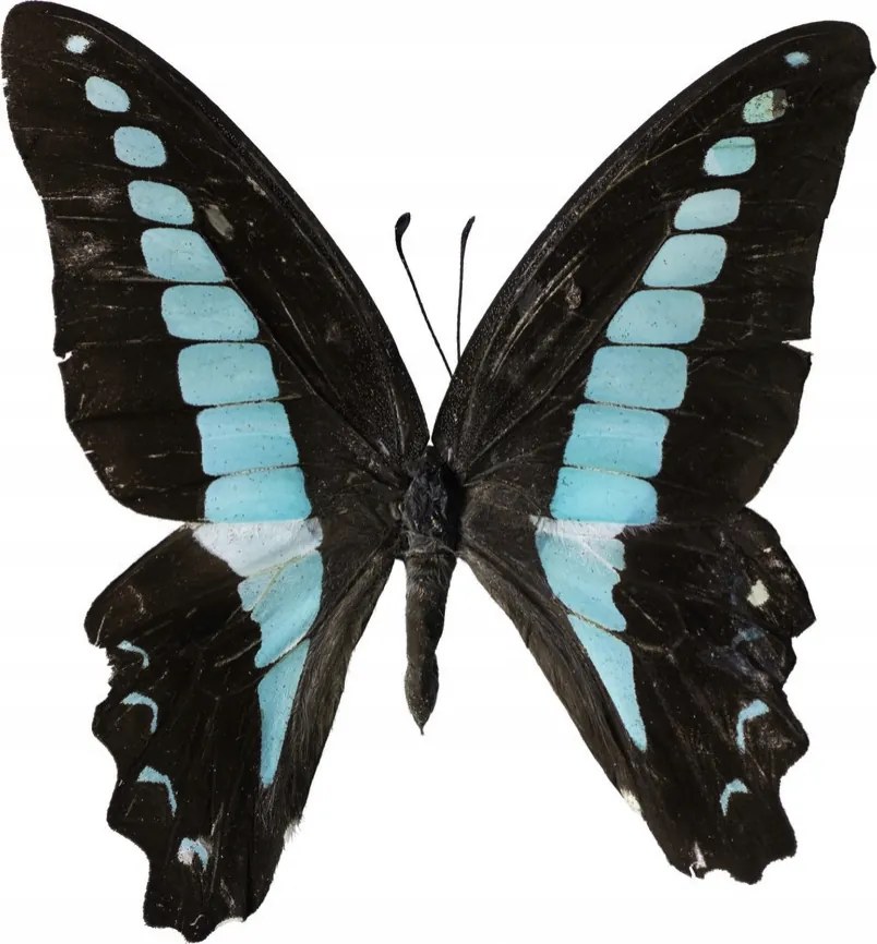 Poszter 50x40cm Pillangó fehér alapon 2, Assaf Frank