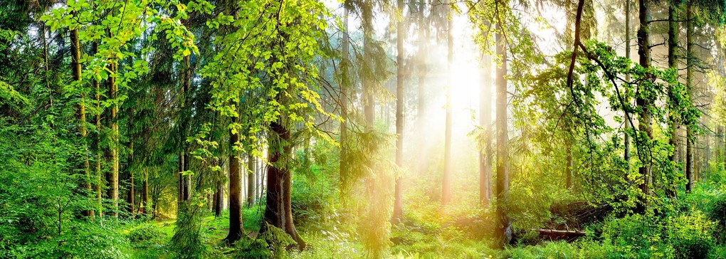 3D fotótapéta Nappali Hálószoba Erdő Fák Nap 294x260 P01 F