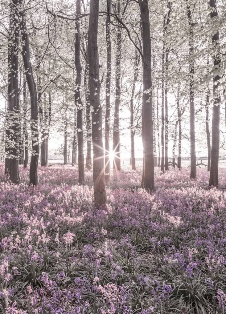 Poszter 39,5x55cm Bluebell erdő tavasszal naplementekor, Assaf Frank
