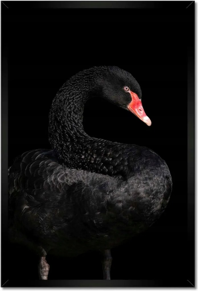 Poszter keretben 40x60 Fekete hattyú Ausztrália