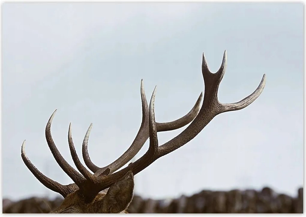 Poszterek 100x70 Szarvas felszarvazott