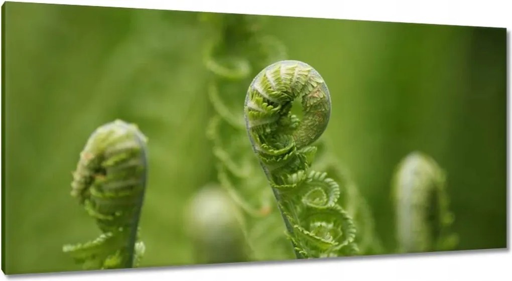 Vászonkép 115x55 Páfrányok Erdő Zöld levél