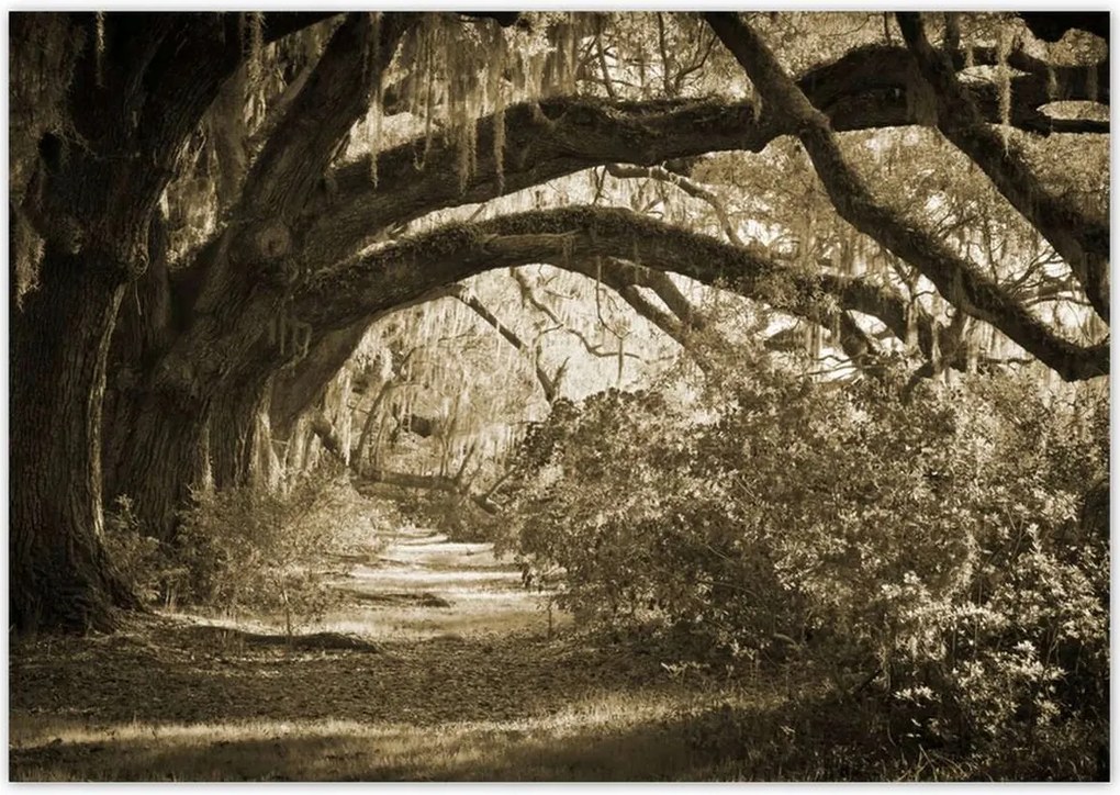 Poszterek 100x70 Tölgyek a Szépia parkban