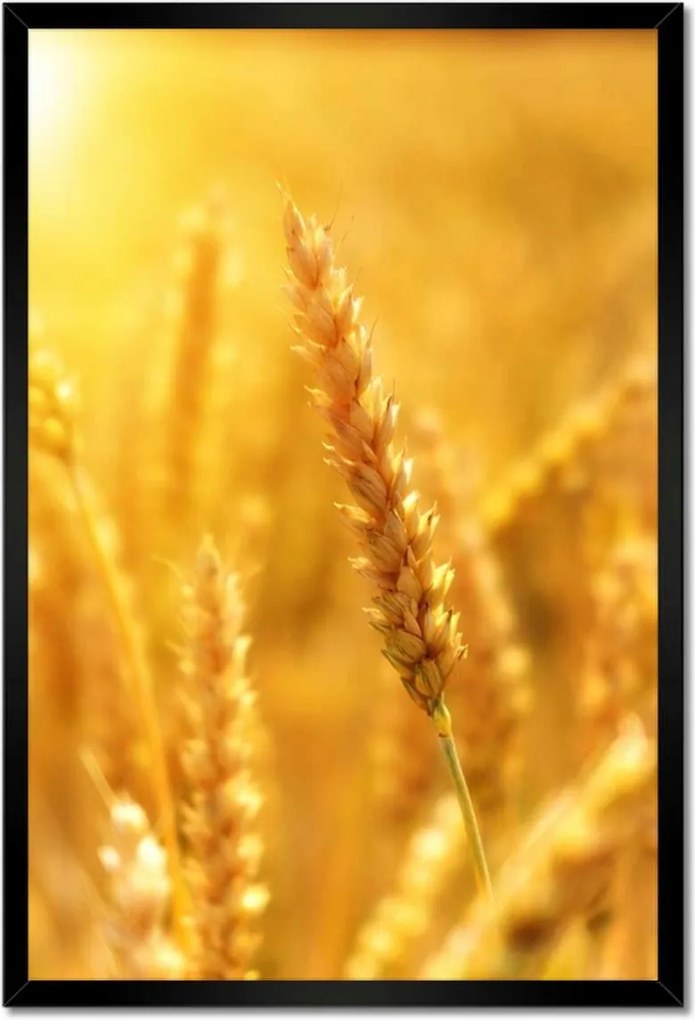 Poszterek keretben 40x60 Gabona érik a napfényben