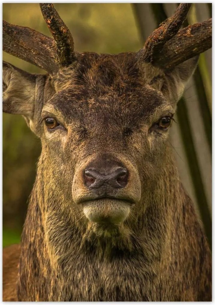 Poszterek 70x100 Szarvas tekintet