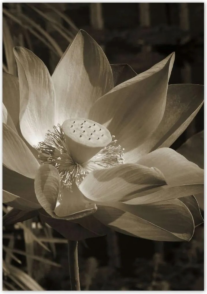 Poszterek 70x100 Lótusz Lótuszvirág