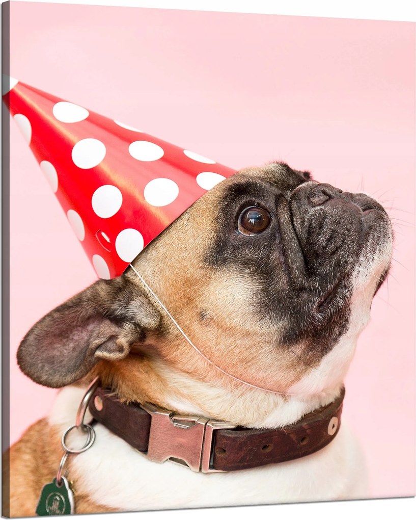 Ifjúsági Vászonkép Mopsz Születésnap Állatok Természet Kutya 80x100