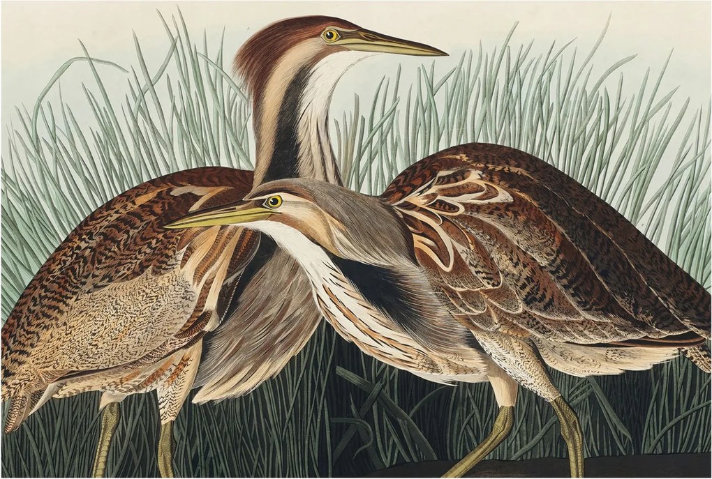 Fotótapéta Flizelin Szoba tapéta Madarak realisztikus 104x70 Ragasztó