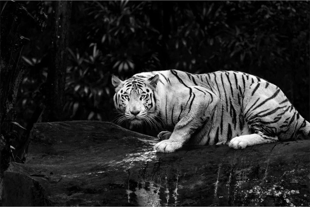 Kép - albínó tigris, fekete-fehér (90x60 cm)