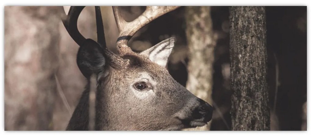 Kép - Szarvas az erdőben (120x50 cm)