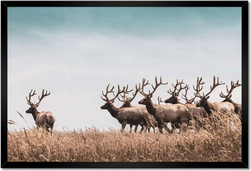 Poszter keretben 60x40 Szarvascsorda Szarvak