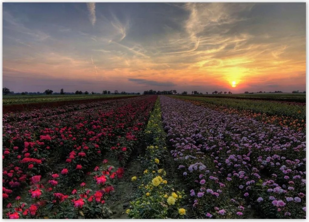 Poszterek 70x50 Nyugat a virágmezőn