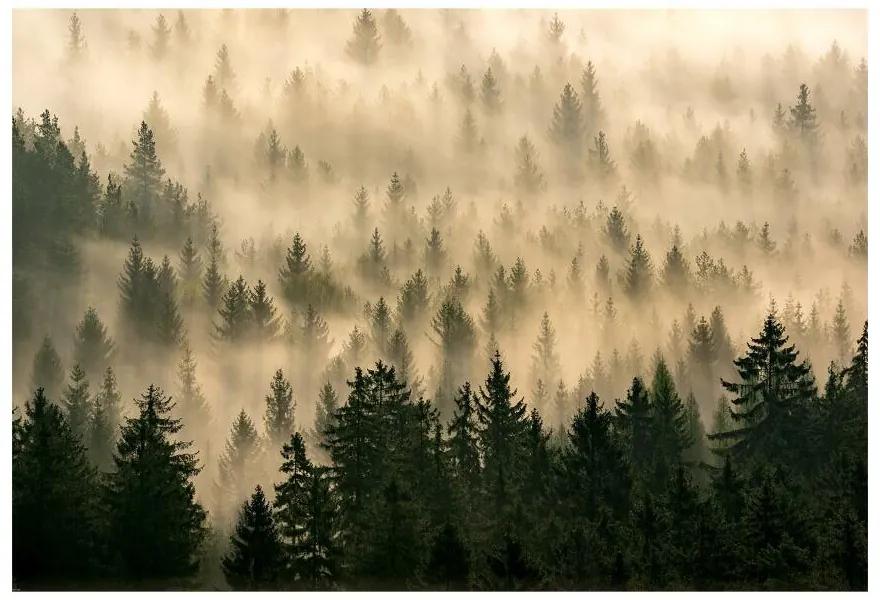 Fotótapéta ködös erdőben 104x70 cm
