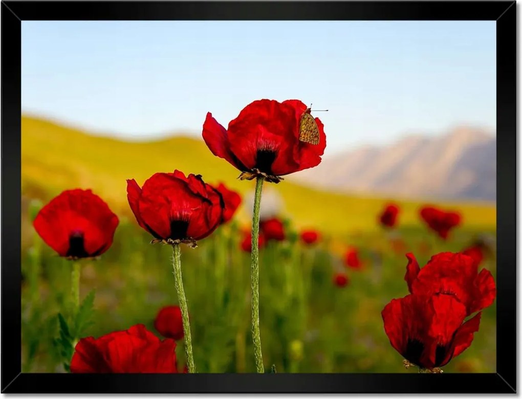 Poszter keretben 40x30 Piros pipacs Virágok Hegyek