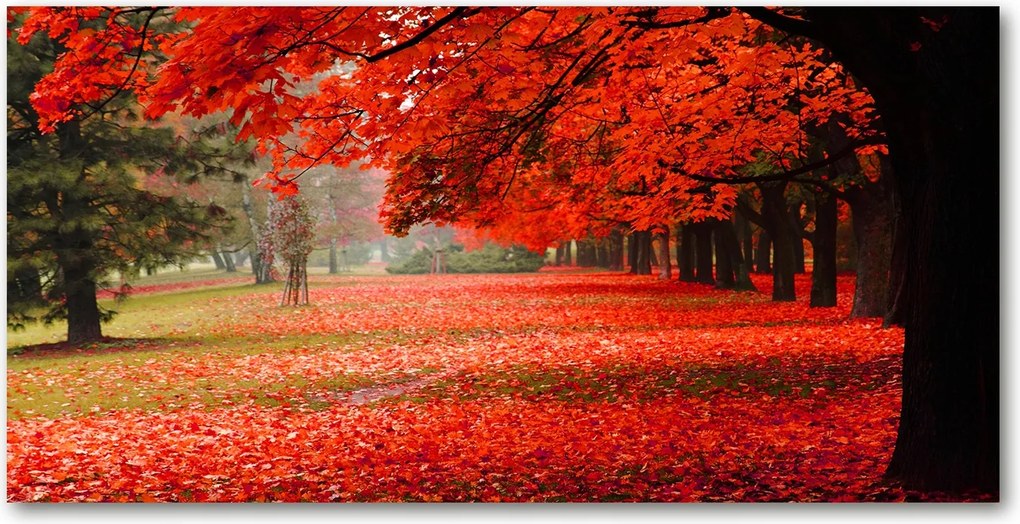 Fotótapéta üvegfalra Őszi fák 140x70