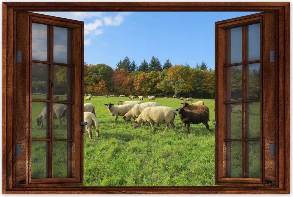 Poszterek 60x40 Juh legeltetés Bárányok