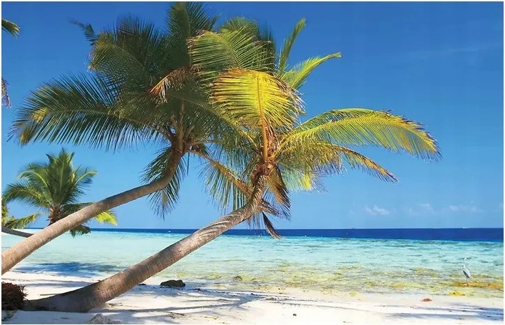 Fotótapéta Pálmafák Tenger Tengerpart Fliz Kilátás 312x219