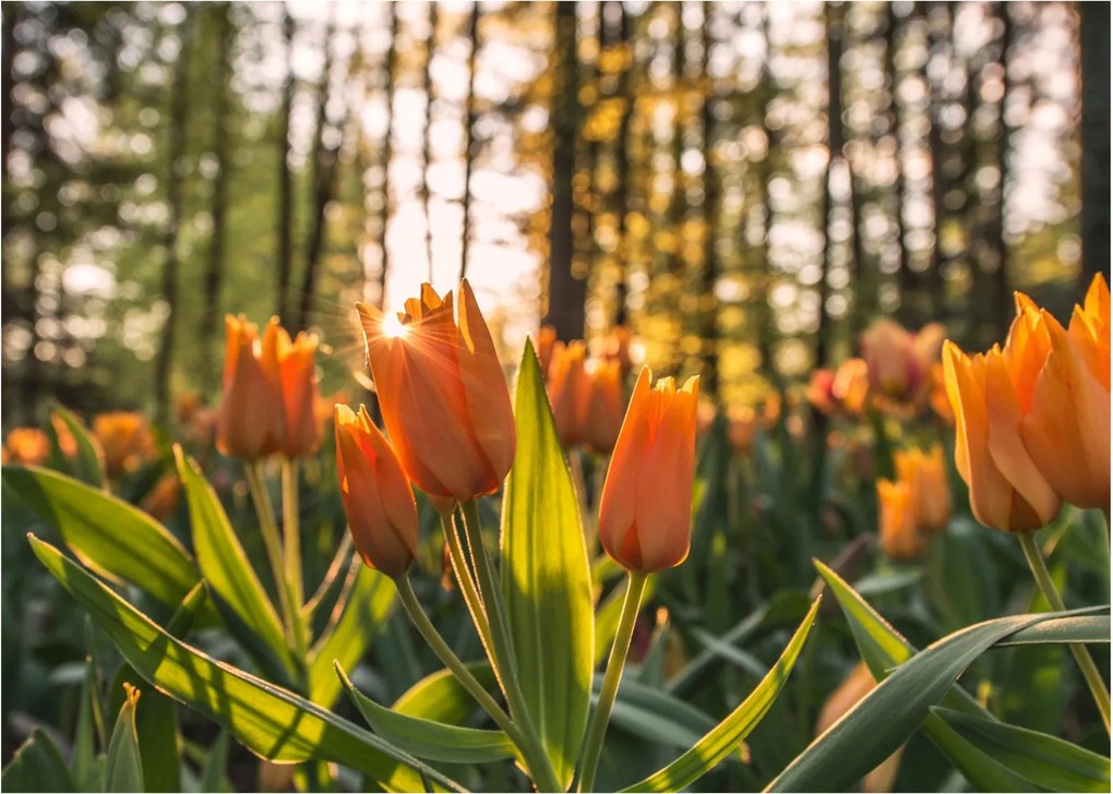 Kép - tulipánok (üvegen) (70x50 cm)