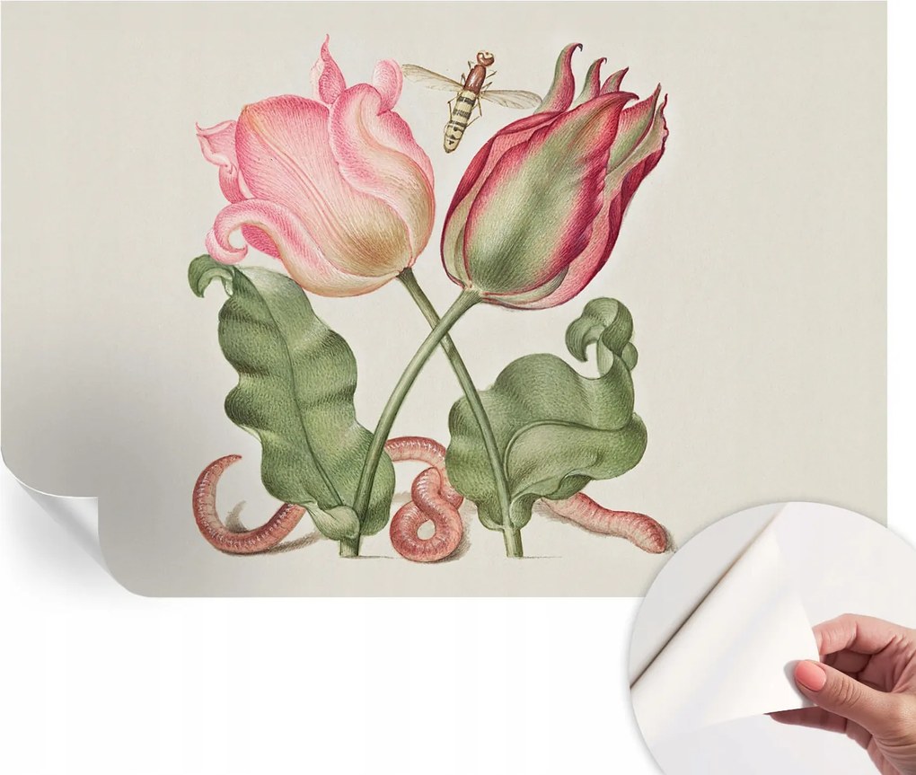 Öntapadós Stílusos Dekoratív Fotótapéta Tulipán szépség 104x70 cm