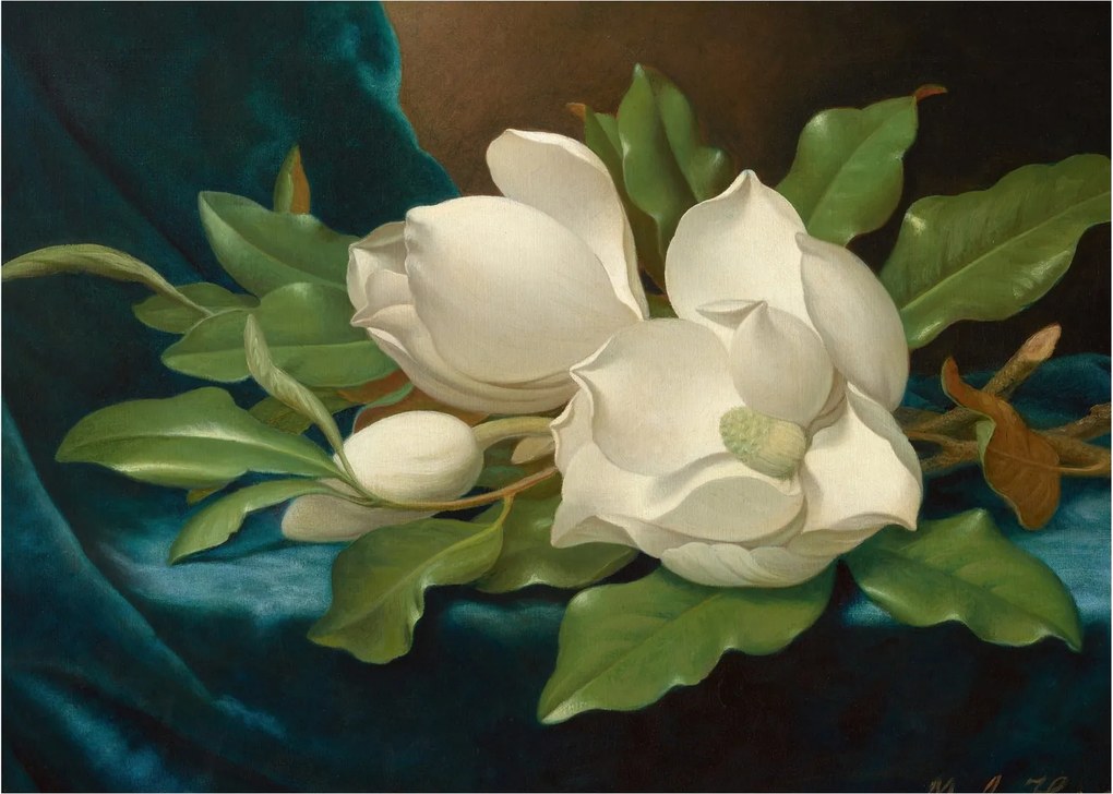 Kép - Martin Johnson Heade, Giant Magnolias on a Blue Velvet Cloth, reprodukciók (70x50 cm)