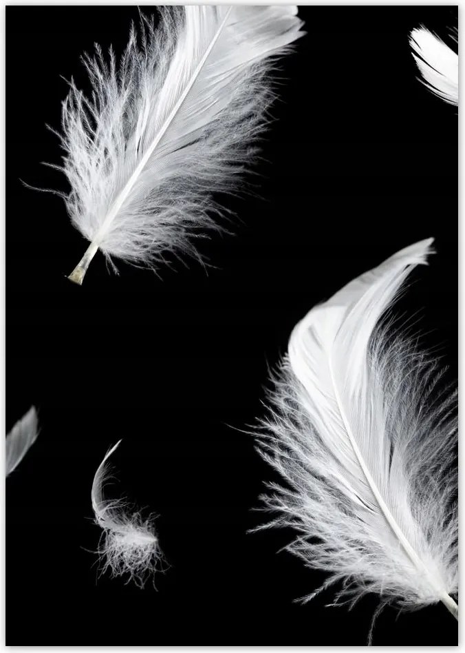 Poszterek A5 Pion Fehér lelógó tollak