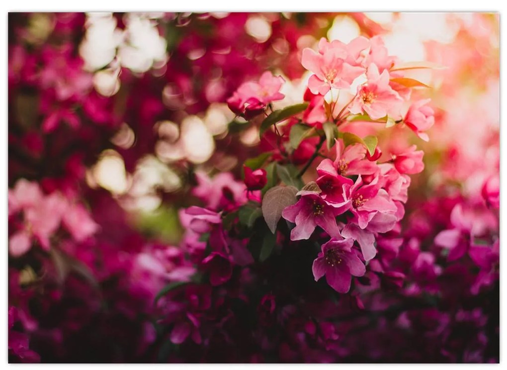 Virágzó bokor képe (üvegen) (70x50 cm)