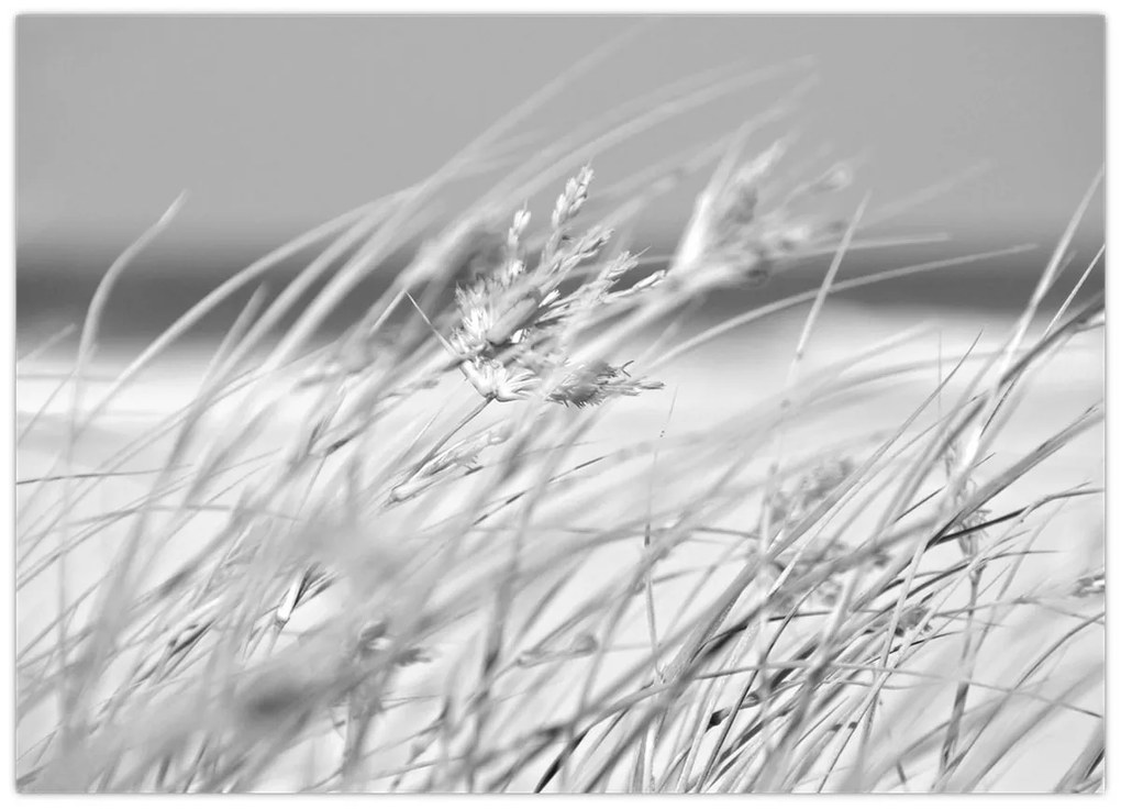 Üveg kép - Strandfű (70x50 cm)