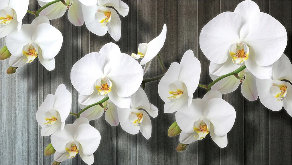 Fotótapéta Fehér orchideák vinil finomság és elegancia 368x254 +ragasztó