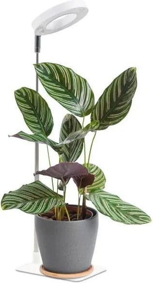 VERDI dimmelhető asztali LED lámpa növénytermesztéshez 5W/5V 1300K fehér