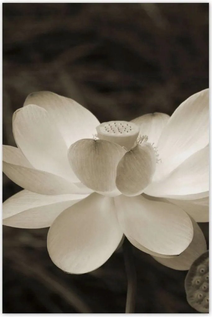 Poszterek 80x120 Lótusz Lótuszvirág