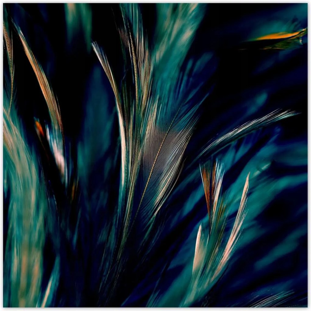 Poszterek 100x100 Puha pávatollak