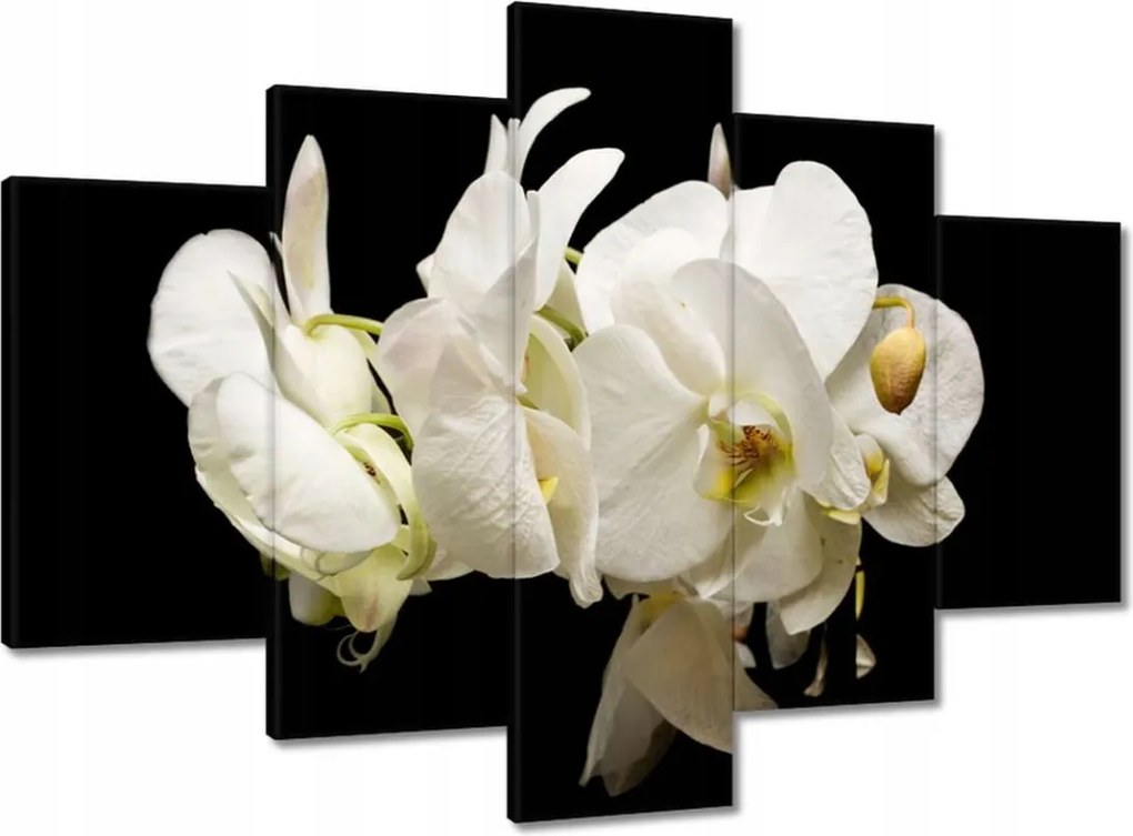 Vászonkép 150x105 Fehér orchidea virágok