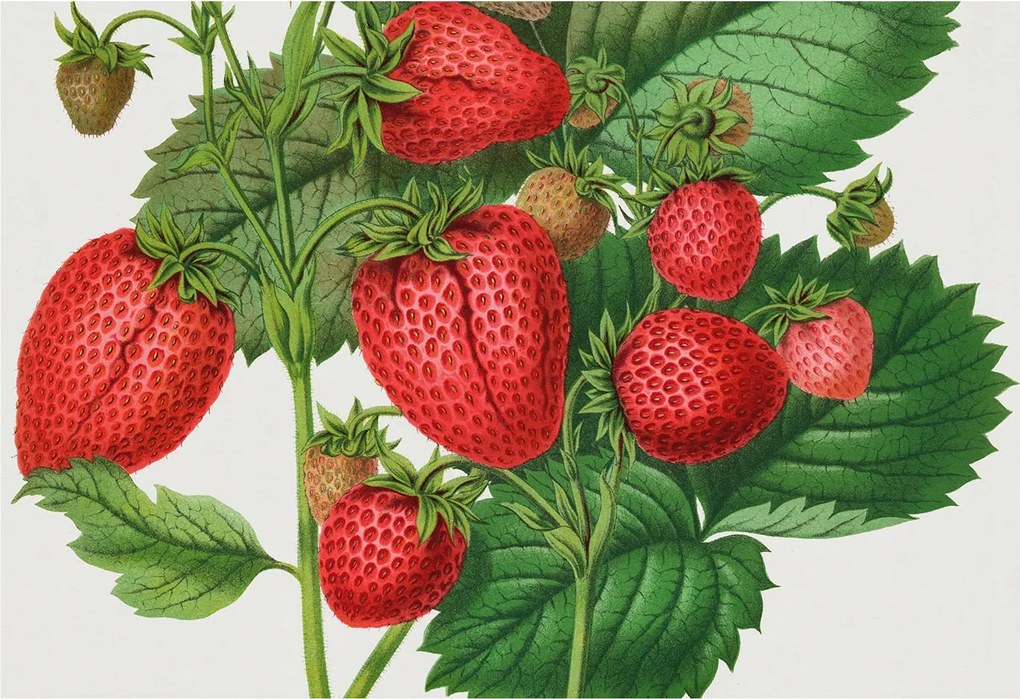 Flizelin tapéta Flizelin Fali Prémium Nyári gyümölcsök 152x104 Ragasztó