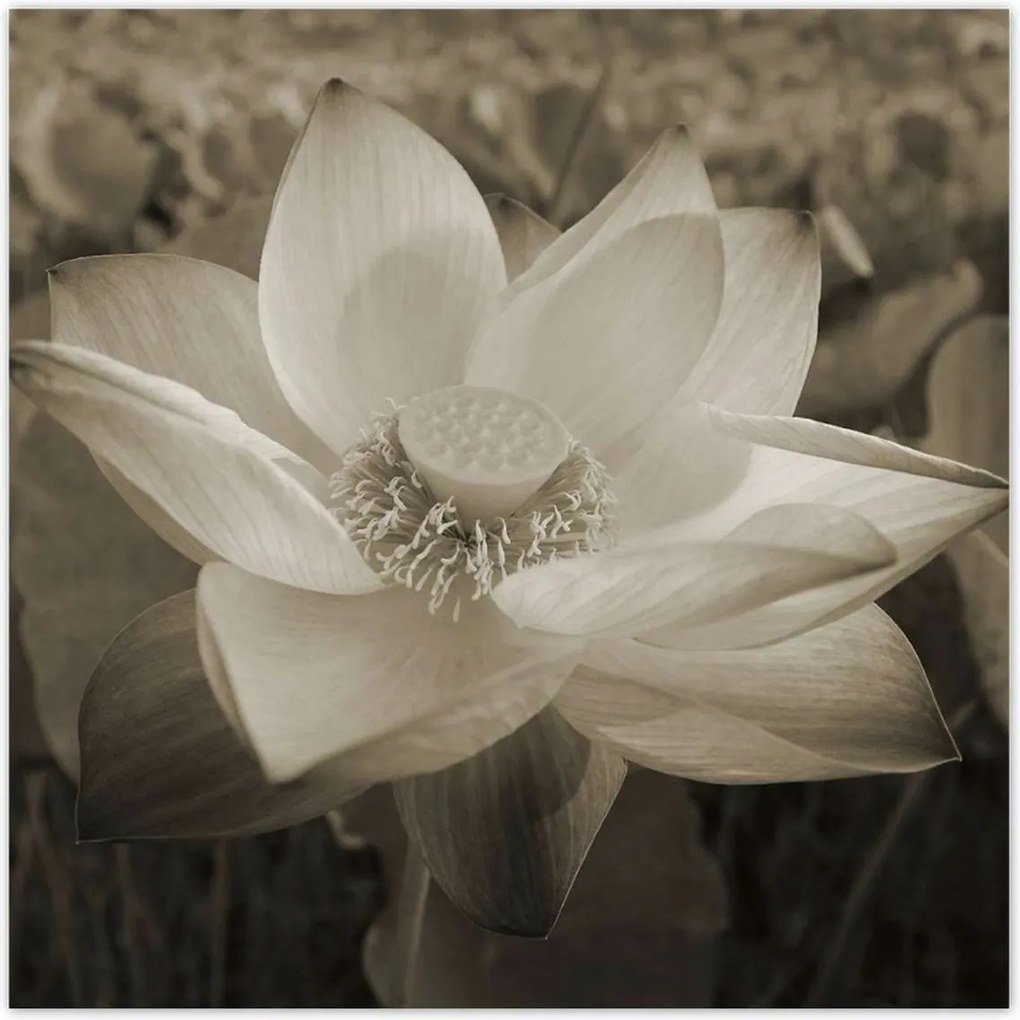 Poszterek 100x100 Lótusz Lótuszvirág