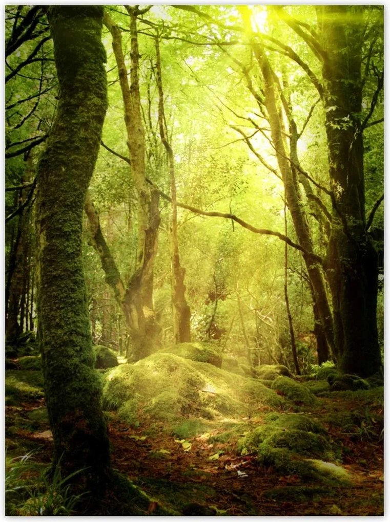 Poszterek 100x135 Varázslatos erdő Tájkép