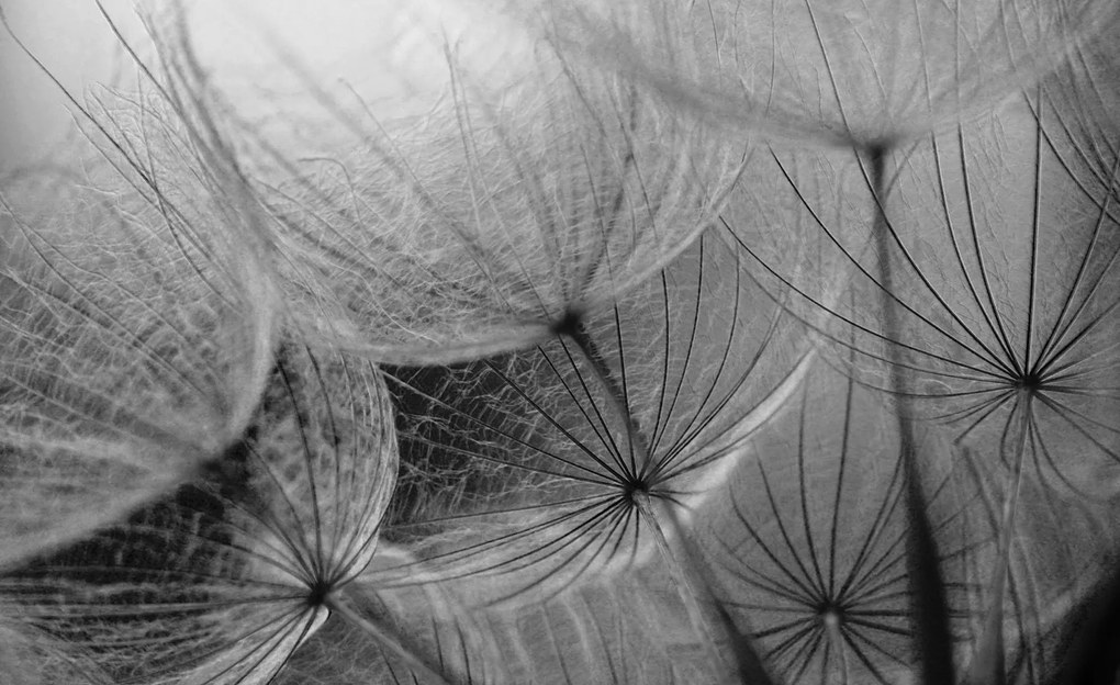 Fotótapéta Fekete Fehér Pitypangok Makro Finomság Nyugalom 368x254 +ragasztó