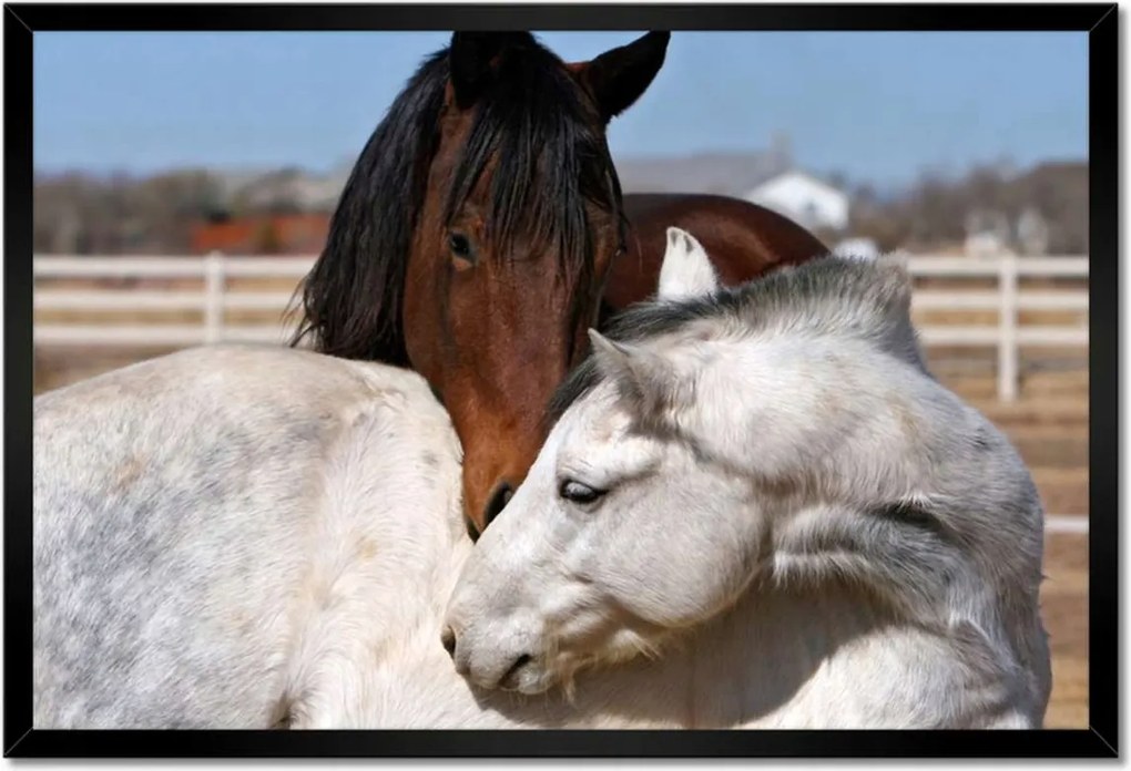 Poszterek keretben 60x40 Lovak