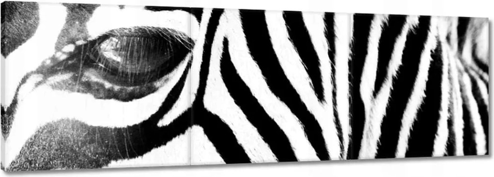 Vászonkép 150x50 Zebra csíkok