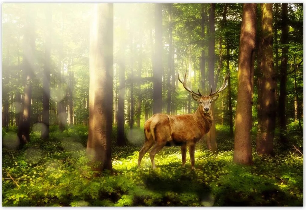 Poszterek 200x135 Szarvas a varázslatos erdőben