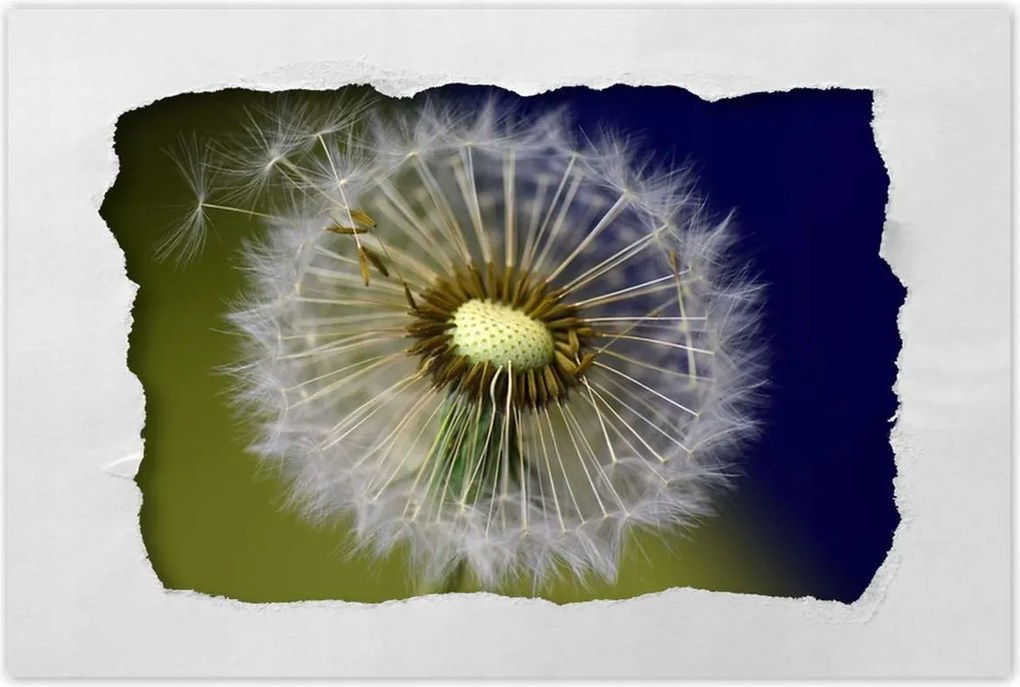 Poszterek 90x60 Pitypang Virág Virágok