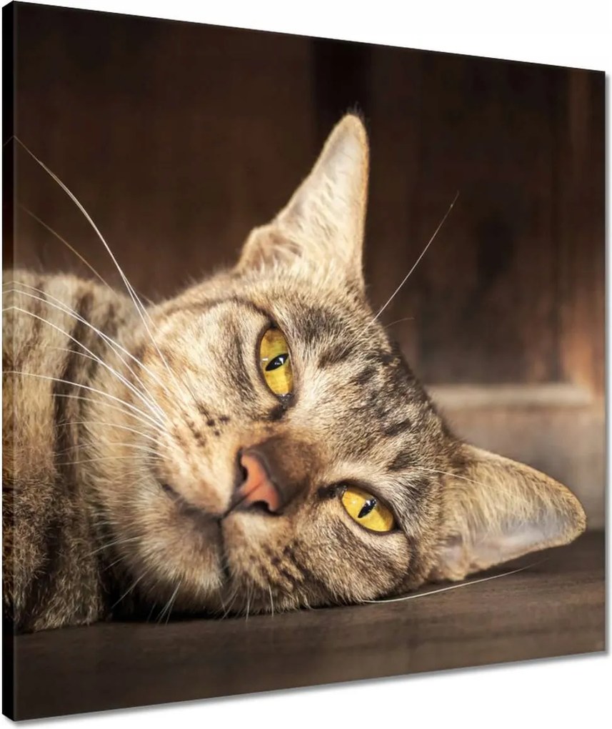 Vászonkép 50x50 Cica