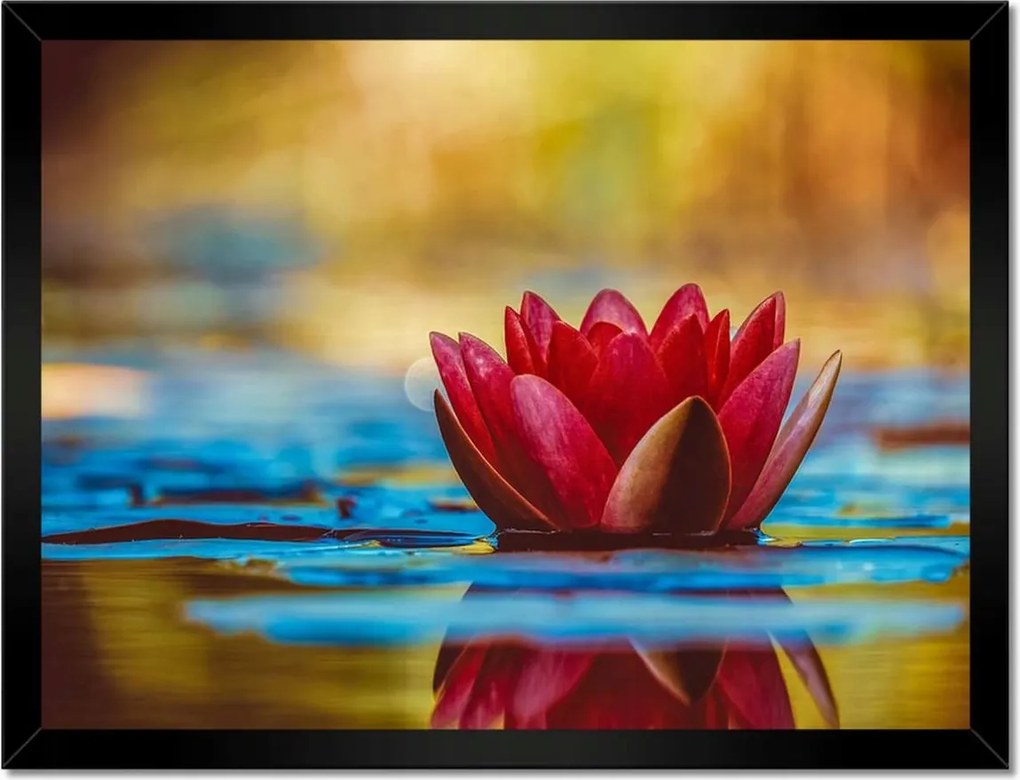 Poszter keretben 40x30 Tavirózsa Virág Víz