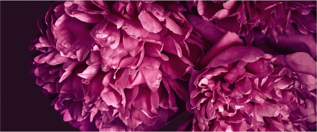 Kép - Csokor pünkösdi rózsa (120x50 cm)
